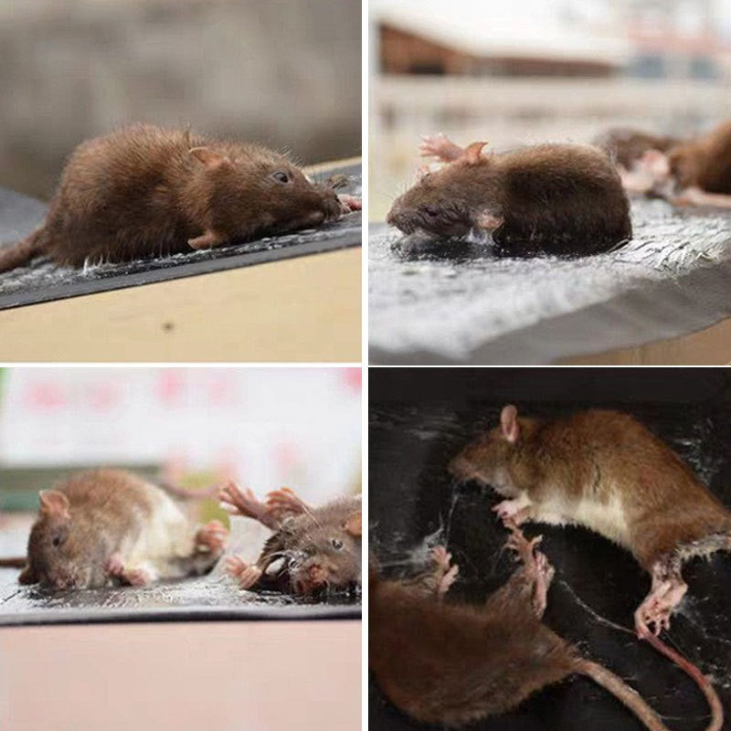 Pesthor Pest Glue Trap with adhesive surface, ideal for catching rodents, available in a pack of four.