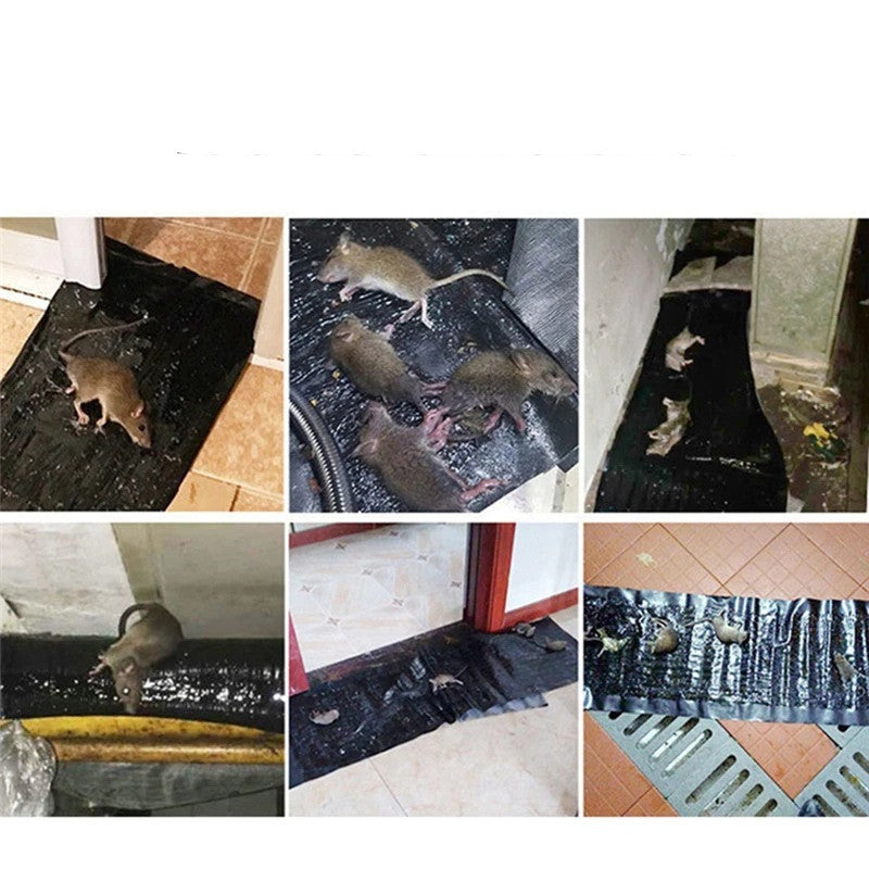 Pesthor mouse catcher trap collection showing multiple captured mice in various environments, sticky mouse, sticky mouse board