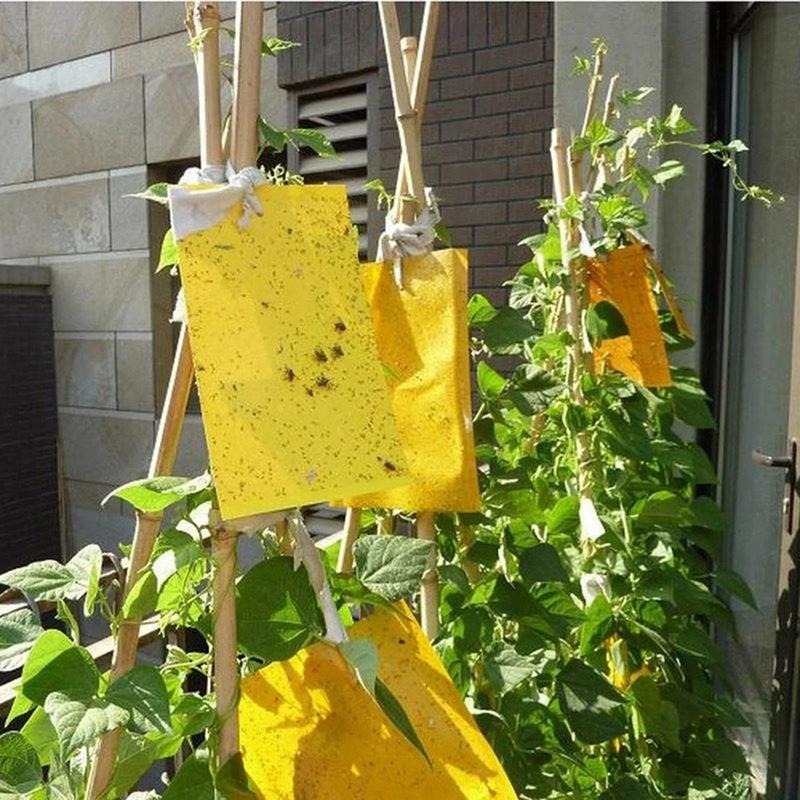Eprolo Sticky Fly Traps in Yellow, Ideal for Catching Insects in Gardens and Outdoor Spaces